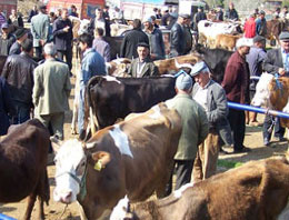 Kurban satış ve kesim yerleri belirlendi