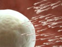 Kök hücrelerden sperm üretilecek